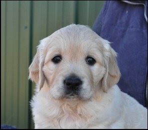 Dark female 5 weeks 2