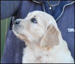 Dark female 5 weeks