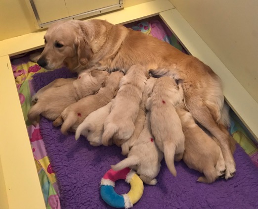 Mary and Puppies in teh Box